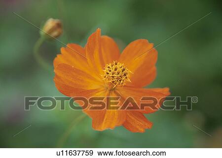 Stock Photo - Flower. Fotosearch