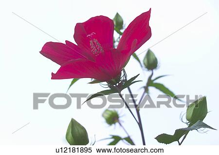 Flower View Large Photo Image Stock Photography - Flower. Fotosearch