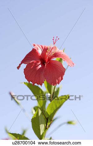 Picture - Hibiscus. Fotosearch