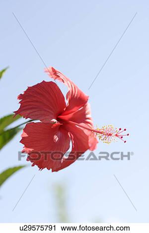 Stock Image - Hibiscus. Fotosearch