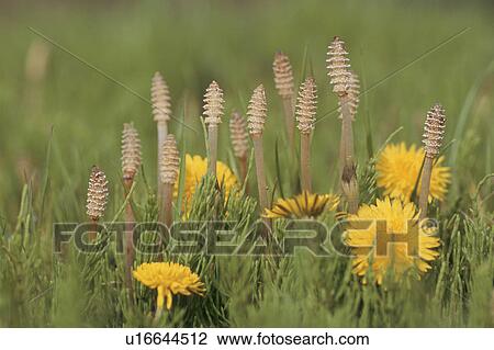 Horsetail And Dandelion View Large Photo Image Stock Image - Horsetail And Dandelion. Fotosearch
