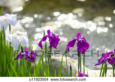 Japanese Iris View Large Photo Image Picture - Japanese Iris. Fotosearch