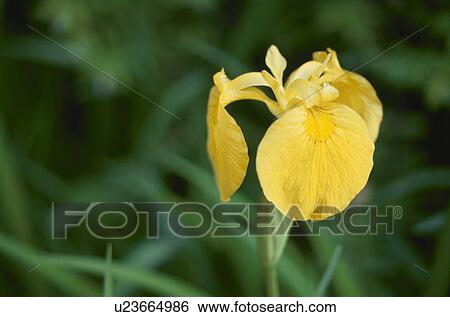Stock Photograph - Japanese Iris. Fotosearch