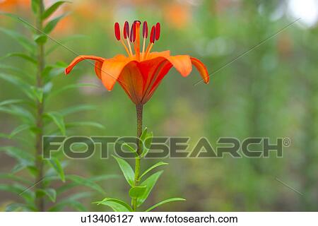 Lily View Large Photo Image Stock Photo - Lily. Fotosearch