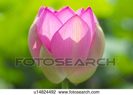 Stock Image - Lotus. Fotosearch