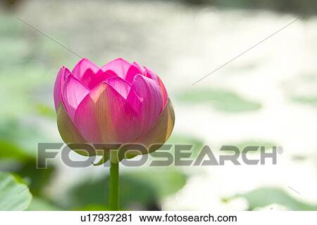Stock Image - Lotus. Fotosearch