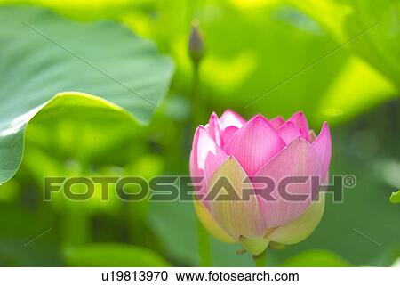 Stock Image - Lotus. Fotosearch