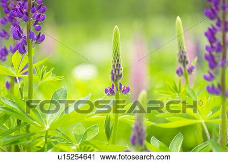 Lupin View Large Photo Image Stock Image - Lupin. Fotosearch