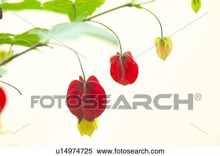 Orangeflower View Large Photo Image Stock Photography - Orangeflower. Fotosearch