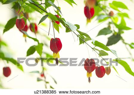 Stock Photography - Orangeflower. Fotosearch
