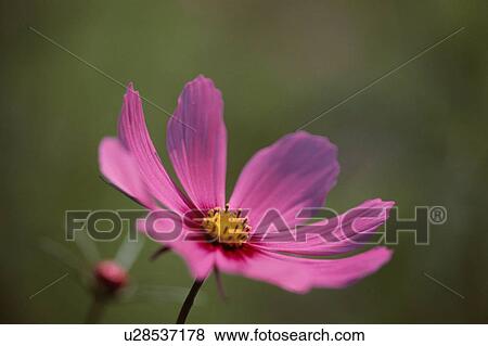Stock Photo - Pink Cosmos Flower. Fotosearch