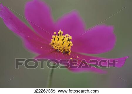 Stock Photography - Pink Cosmos Flower. Fotosearch