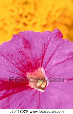 Stock Photo - Pink Flower. Fotosearch