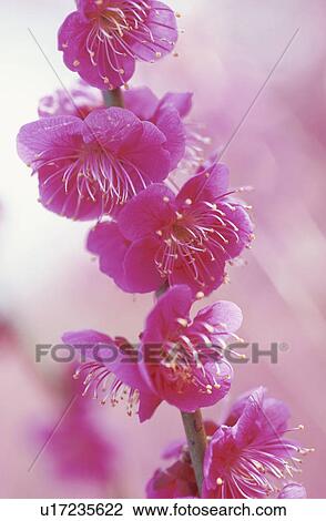 Plum Flower View Large Photo Image Stock Image - Plum Flower. Fotosearch