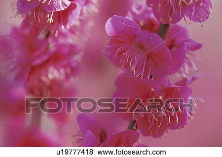 Stock Photo - Plum Flower. Fotosearch