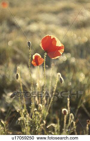 Poppy View Large Photo Image Stock Image - Poppy. Fotosearch