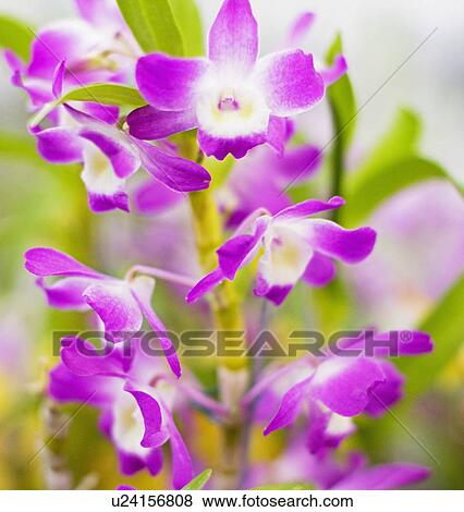Stock Photo - Purple Flowers. Fotosearch