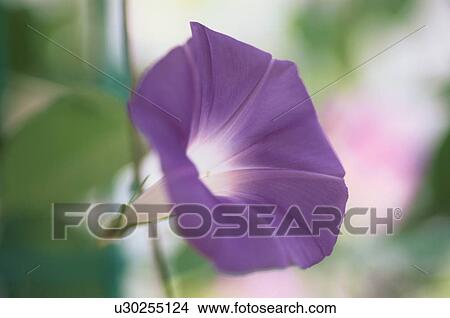 Purple Morning Glory Flower View Large Photo Image Picture - Purple Morning Glory Flower. Fotosearch