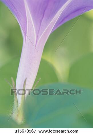 Stock Photo - Purple Morning Glory. Fotosearch