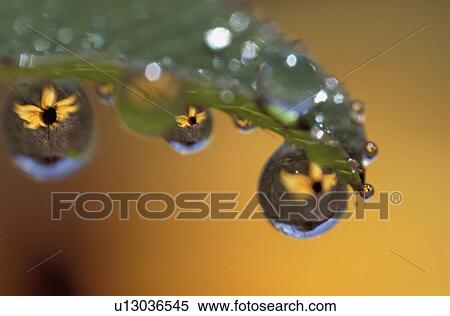 Reflected Sunflowers View Large Photo Image Stock Photography - Reflected Sunflowers. Fotosearch