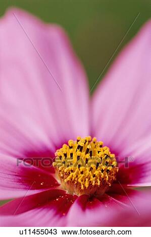 Stamen Of Pink Flower View Large Photo Image Stock Image - Stamen Of Pink Flower. Fotosearch