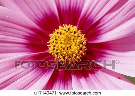 Stamen Of Pink Flower View Large Photo Image Stock Image - Stamen Of Pink Flower. Fotosearch