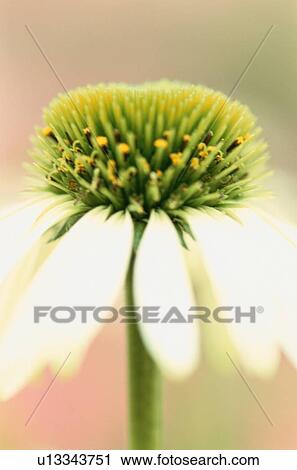 Stamens Of Daisy View Large Photo Image Stock Image - Stamens Of Daisy. Fotosearch
