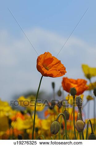 The Flower Of A Poppy View Large Photo Image Stock Photography - The Flower Of A Poppy. Fotosearch