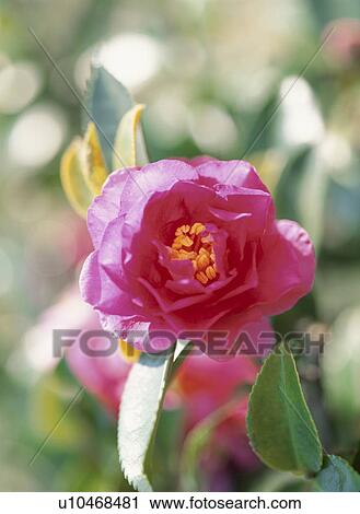 Stock Image - The Flower Of Camellia. Fotosearch
