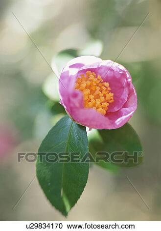 Stock Image - The Flower Of Camellia. Fotosearch