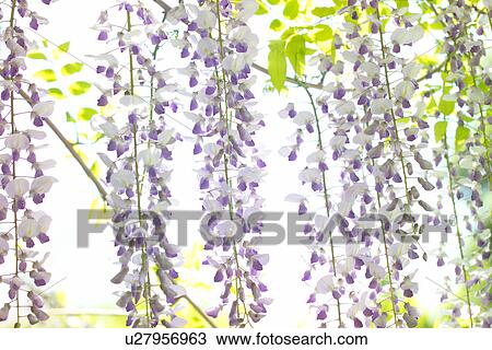 Wisteria View Large Photo Image Stock Image - Wisteria. Fotosearch