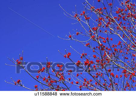 A Dogwood View Large Photo Image Stock Photo - A Dogwood. Fotosearch
