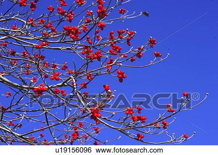Stock Photograph - A Dogwood. Fotosearch