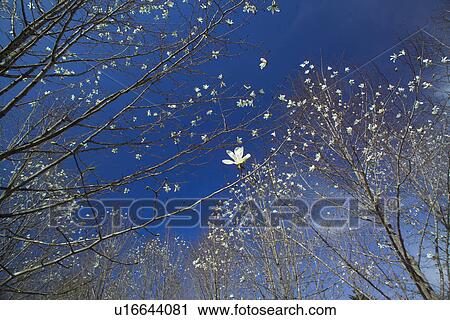 A Tree With Flower View Large Photo Image Stock Image - A Tree With Flower. Fotosearch