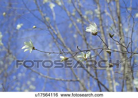 A Tree With Flower View Large Photo Image Stock Photograph - A Tree With Flower. Fotosearch