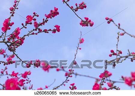 Stock Photography - A Tree With Flower. Fotosearch