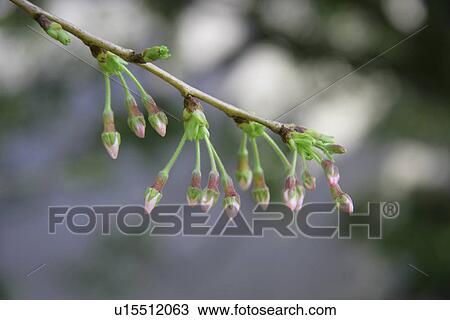 Bud View Large Photo Image Stock Image - Bud. Fotosearch