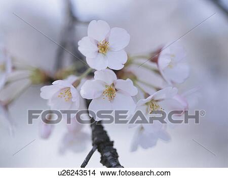 Cherry Blossom View Large Photo Image Picture - Cherry Blossom. Fotosearch