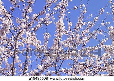 Cherry Blossom View Large Photo Image Stock Photo - Cherry Blossom. Fotosearch