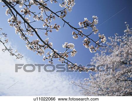 Stock Photograph - Cherry Blossom. Fotosearch