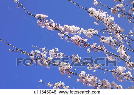 Cherry Blossom View Large Photo Image Stock Photograph - Cherry Blossom. Fotosearch