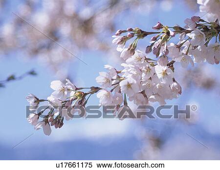 Cherry Blossom View Large Photo Image Stock Photography - Cherry Blossom. Fotosearch