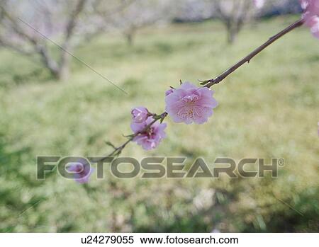 Stock Photography - Cherry Blossom. Fotosearch