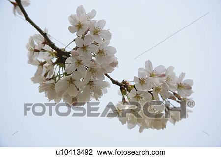 Cherry Tree View Large Photo Image Stock Image - Cherry Tree. Fotosearch