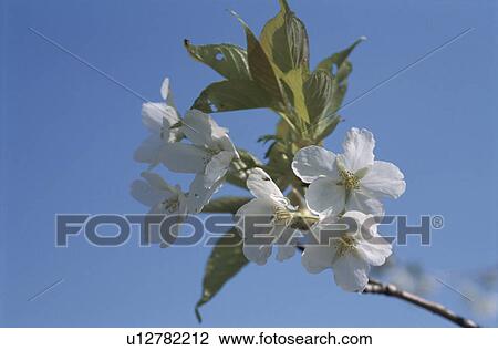 Stock Image - Cherry Tree. Fotosearch
