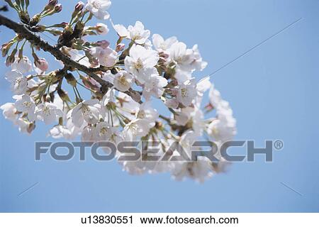 Cherry Tree View Large Photo Image Stock Image - Cherry Tree. Fotosearch