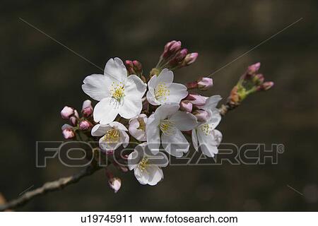 Cherry Tree View Large Photo Image Stock Image - Cherry Tree. Fotosearch