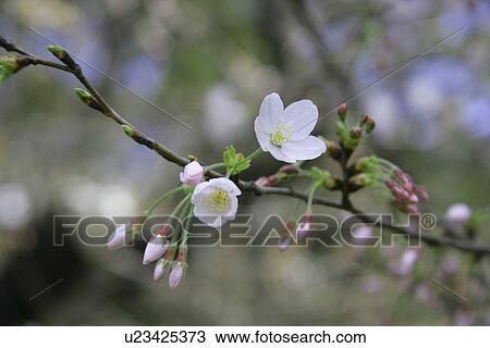 Stock Image - Cherry Tree. Fotosearch