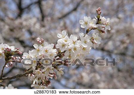 Cherry Tree View Large Photo Image Stock Image - Cherry Tree. Fotosearch