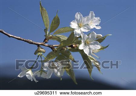Cherry Tree View Large Photo Image Stock Image - Cherry Tree. Fotosearch